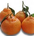 These are Satsuma mandarins.