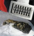 Field image of the achondrite meteorite GRA 06129, found in blue ice of the Graves Nunatak region of the Antarctica during the ANSMET 2006/2007 field-season. GRA 06129 and its pair, GRA 06128, are achondrite meteorites with compositions unlike any previously discovered Solar System materials.