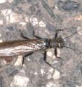 A stonefly is laying eggs on asphalt, thinking it is water. That year's eggs won't hatch, and the fly itself could be killed by a passing car.