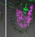 Scientists have found that ionotropic glutamate receptors (green) and odorant receptors (magenta) exist in specific patterns in a fly's antenna.