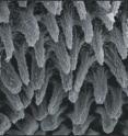 Pictured is the movable posterior edge of spiracle with ridged subconical structures in <i>Vaejovis spinigerus</i> (30 µm). Pictured is the movable posterior edge of spiracle with ridged subconical structures in <i>Vaejovis spinigerus</i> (30 µm).