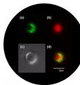Pictured are micrographs of microcapsule syringes. a) Blue laser light shows 
lithographic microcapsule shell in green. Hole in the encapsulation 
can be seen as discontinuous circle. b) Green laser light shows the 
red dye loaded into the microcapsule. c) Differential Interference 
Contrast microscope image of microcapsule. d) Overlay of a) and b) 
showing image of filled capsule.