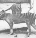 This is a photograph of two thylacinus in the Washington D.C. National Zoo, c. 1906.