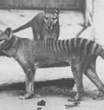 The two surviving thylacine cubs brought to the National Zoo in 1902, photographed two to three years after their arrival.  One of these animals, most likely the thylacine in front, is a specimen sequenced for this study.