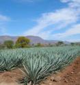 This is an agave field in Mexico.