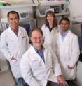 The Biodesign Institute's Center for Environmental Biotechnology, led by Bruce Rittmann (seated), uses its expertise to examine microbial populations important for cleaning up pollutants and generating renewable bioenergy. Along with Rittmann, are postdoc Husen Zhang (left to right), Rosa Krajmalnik-Brown, an assistant professor of civil and environmental engineering who applied her microbial ecology expertise to this project and graduate student Prathap Parameswaran.