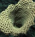 This image shows the half-meter-wide mouth of a 2-meter high "waffle-cone" sponge,
found at a depth of 2,197 meters in the Tasman Fracture Zone.