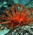 Pictured is a bright red, undescribed species of shell-less coral, called an anthomastid or gorgons-head coral, at 1700 meters deep at the Cascade Plateau, off south-east Tasmania.