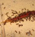 Invasive fire ants attack and kill a centipede.