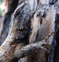 Fence lizards rely on camouflage to avoid being eaten.
