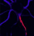 Neurons from the sea lamprey (right) and mammalian brain (left), shown in blue. Strong red labeling shows the location of clustered sodium ion channels that initiate electrical impulses at the beginning point of nerves in both lampreys and mammals.