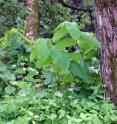 An invasive species from the Far East Sakhalin Island, which threatens biodiversity of natural habitats in Europe.