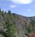Increasing tree die-offs in the West are illustrated by these gray, needleless limber pine, the likely victims of drought,  interspersed with orange, dead limber and ponderosa pine killed by Rocky Mountain pine beetles in Colorado's Rocky Mountain National Park in recent years.