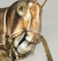 This is a portrait shot of an adult solitarious phase locust.
