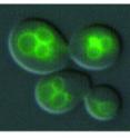 The Yeast PARK9 protein (Ypk9) is localized to the vacuole membrane. Shown are yeast cells expressing Ypk9 fused to the green fluorescent protein.