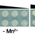 Yeast PARK9 gene (YPK9) helps protect cells from manganese toxicity. Yeast cells missing the YPK9 gene (ypk9) grow normally under standard conditions (- Mn2+) but are much more sensitive to manganese (+ Mn2+) than wild-type (WT) cells.