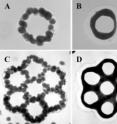 Researchers are now able to develop complex microtissues (B,D) that take on the shape of molds they have designed into a 3-D Petri dish (A,C). That technique could reduce the need for certain kinds of animal-based research.