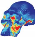 Figure legend: Compressive stress in the cranium of <i>Australopithecus africanus,</i> an extinct early human, imposed by biting on the premolar teeth. Bright colors correspond to high stresses, and indicate that a bony pillar running alongside the opening of the nasal cavity acts as a strut that structurally reinforces the face against premolar loads. Figure legend: Compressive stress in the cranium of <i>Australopithecus africanus,</i> an extinct early human, imposed by biting on the premolar teeth. Bright colors correspond to high stresses, and indicate that a bony pillar running alongside the opening of the nasal cavity acts as a strut that structurally reinforces the face against premolar loads.