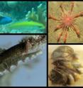 Some animals that change their sex: Clockwise from upper left, Bluehead wrasse (<I>Thalassoma bifasciatum</I>), Northern shrimp (<I>Pandalus borealis</I>), Common slipper shell (<I>Crepidula fornicate</I>), and Whip coral goby (<I>Bryaninops yongei</I>).
