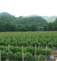 This is field production of tomatoes in North Carolina.