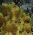 Sponges are one of the simplest forms of multi-cellular animals.