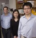 The Johns Hopkins team that demonstrated that the body's protective mucus coating can be "tightened" to help keep out harmful particles included Richard Cone, professor of biophysics; Justin Hanes, professor of chemical and biomolecular engineering; Ying-Ying Wang, a biomedical engineering doctoral student; and Samuel Lai, an assistant research professor of chemical and biomolecular engineering.