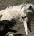 Black wolves dominate packs in the forests of North America, while white wolves are more numerous in the treeless tundra.