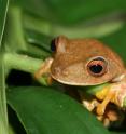 This is the tree frog Hypsiboas semilineatus, common throughout the Atlantic rainforest of Brazil.