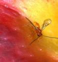 This is male <i>Diachasma alloeum</i> on an apple. The wasp is undergoing evolutionary change.