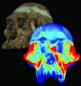 Finite element model of a cranium of the early hominid Australopithecus africanus based largely on the specimen Sts 5 (background). Color mapping indicates the magnitude of strains associated with biting on a hard object with the premolar teeth. A combination of engineering, experimental, comparative and imaging analyses suggest that premolar loading was an important component of early hominid feeding behavior.