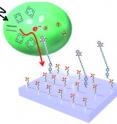 Photoinduced electron transfer occurs from photoexcited P700 in photosystem I (PSI) to a gold surface. A novel molecular connector system is used, in which an artificial molecular wire, which is assembled on the gold surface, was plugged into PSI by reconstitution. Analysis of the photoelectron transfer kinetics proved both the output of electrons from PSI and the effectiveness of the molecular wire.