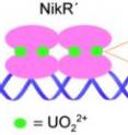 The first uranyl-selective DNA-binding protein is designed using the E. coli nickel(II)-responsive protein NikR as the template. The resulting NikR protein binds uranyl with a dissociation constant Kd=53 nM and selectively binds to DNA in the presence of uranyl.