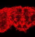 The image shows a normal fly brain with glial cells labeled in red.