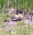 Ground squirrels are able to relearn their ability to recognize the smell of their siblings after hibernation, which gives an additional advantage in forming groups for protection.