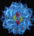 High-energy X-ray diffraction was used to pinpoint some 5 million atoms in the protective protein coat used by hundreds of viruses.