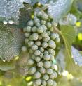 Particle film used to protect wine grapes from heat and drought.