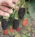 Fruit of 'Natchez' are elongated and very attractive with an exceptional glossy, black finish.