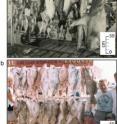 These are trophy fish caught on Key West charter boats in (a) 1957, (b) early 1980s and (c) 2007.