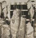 These are trophy fish caught on Key West charter boats in 1957.