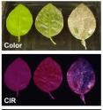 Color infrared (CIR) photography is used to detect diseases in greenhouse plants.