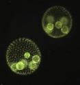 The colonial alga Volvox tertius has about 2,000 cells and a complete division of labor: cells either swim or reproduce, but not both. The few large cells within these colonies are the reproductive cells, while the many tiny cells do the swimming.