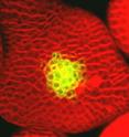 <i>Arabidopsis</i> stem-cells (greenish-yellow) surrounded by differentiating cells (red). Niche cells (not seen here) are located beneath the stem cells.