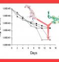 The combination of the beta-lactamase inhibitor (Structure on left) and meropenem (Structure shown on right) lead to rapid sterilization of cultures of TB.