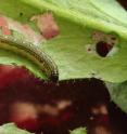 Fall armyworm (<i>Spodoptera frugiperda)</i> feeding on an <i>Arabidopsis</i> leaf.