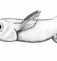 Pictured is a reconstruction of a large iniopterygian <i>Sibyrhynchus denisoni</i>. Pictured is a reconstruction of a large iniopterygian <i>Sibyrhynchus denisoni</i>.