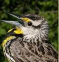 A dickcissel, eastern meadowlark and grasshopper sparrow are three bird species common to the Flint Hills of Kansas and Oklahoma. A Kansas State University ecologist and her colleagues found these birds experiencing serious population decline in the face of extensive land-management practices like annual burning and widespread grazing.