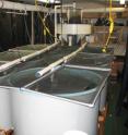 Research was conducted in tanks at the Flax Pond Marine Laboratory in Long Island, N.Y., pictured.