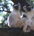 Male (left) with an infant in his lap and female (right) Verreaux's sifaka. Prior to the mid-1990's, male involvement with infant rearing was unknown.