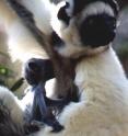 Male sifaka with infant.
