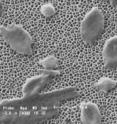This is a membrane without buckyball treatment.